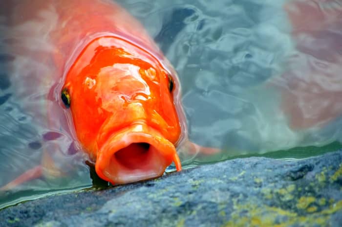 Koi learn to recognize their keepers and will wait for you at its feeding station when it's meal time.