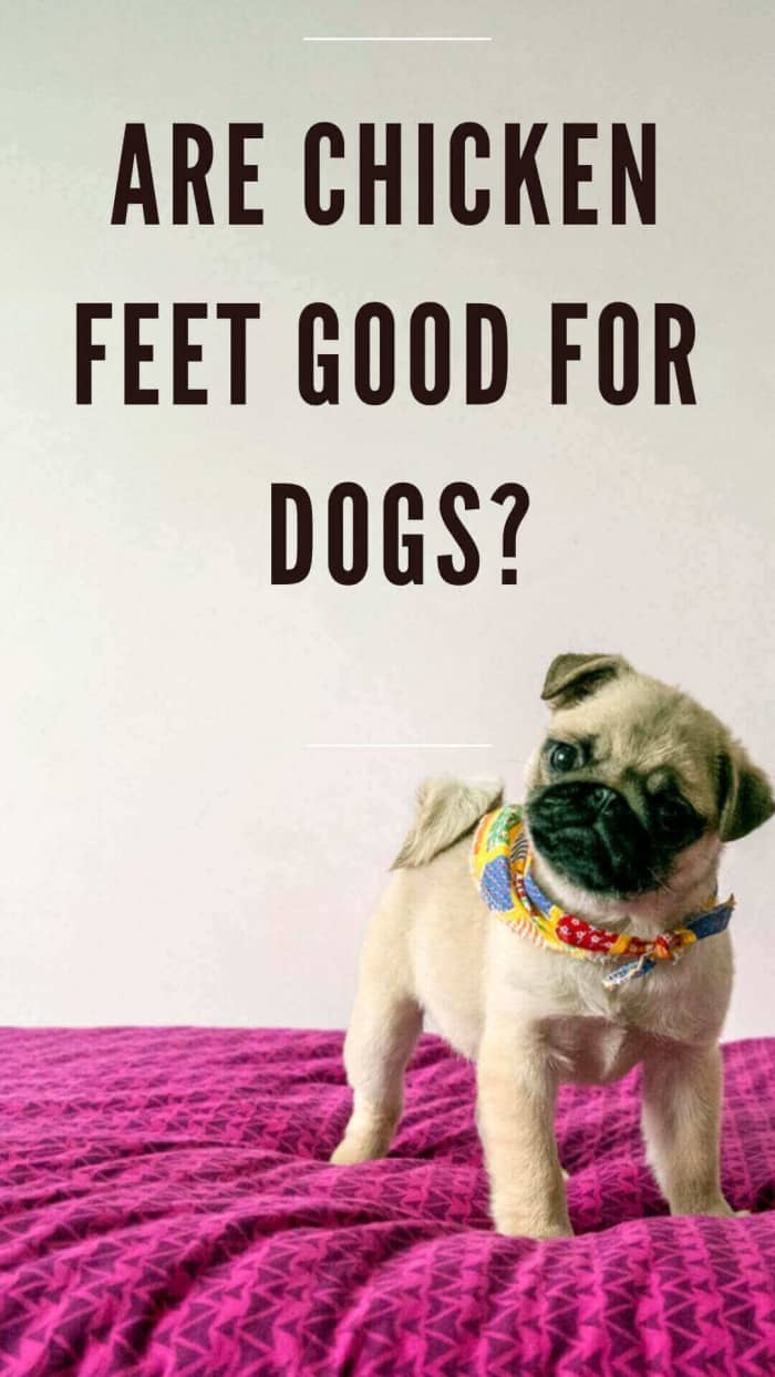 Chicken feet for dogs?