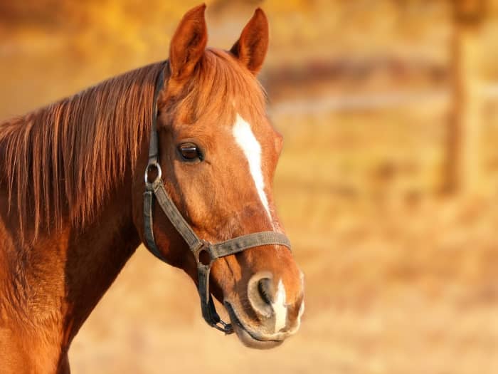 Некоторые лошади несут разные отметины вместе;  в данном случае и полоска и отрезок.