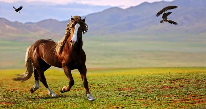 Этот прекрасный пример одиночной лошади с несколькими отметинами на ногах показывает корону на одной передней ноге (поднятой) и половину пясти на другой.  На обеих задних ногах есть носки.