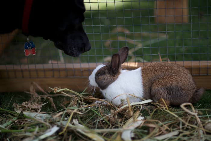 When your rabbit is around your dog, watch closely for signs of stress.