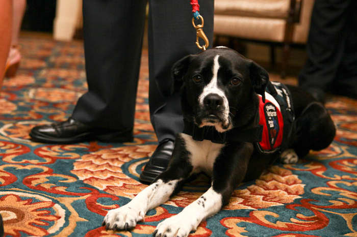 A wounded warrior's service dog lies on the floor during an Evening Parade reception in honor of British Royal Navy 1st Sea Lord Adm. Sir George Zambellas