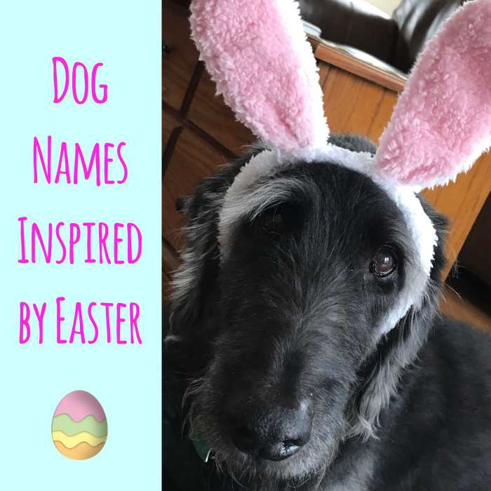 200+ Holiday and Seasonal Names for Dogs PetHelpful