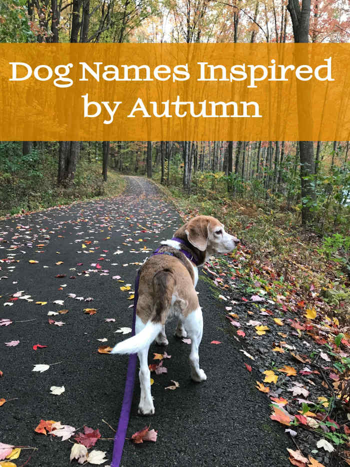 200+ Holiday and Seasonal Names for Dogs PetHelpful