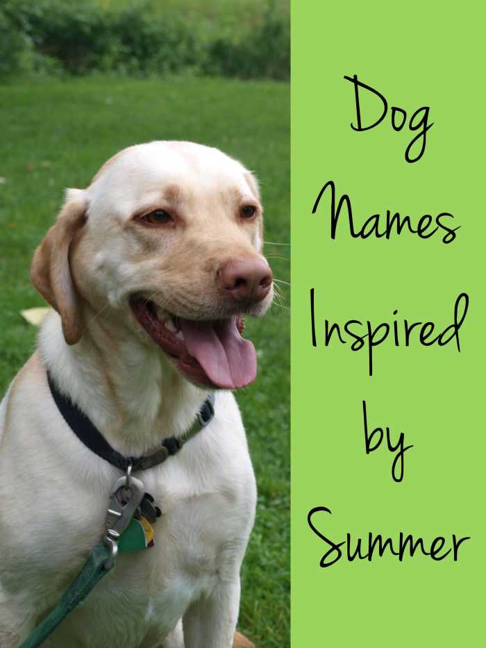 200+ Holiday and Seasonal Names for Dogs PetHelpful