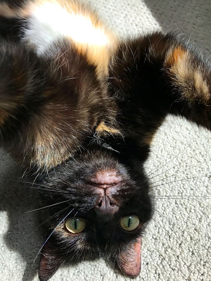 130+ Cute and Clever Tortoiseshell Cat Names PetHelpful