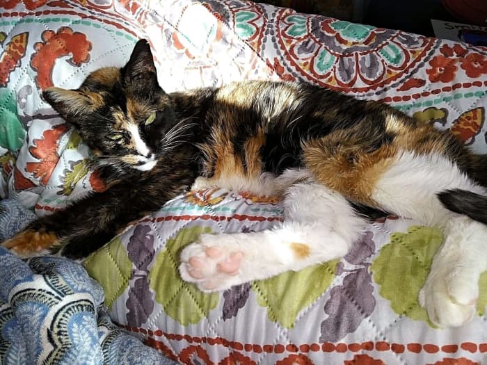 This girl has a fair amount of white in her, so she's more of a calico cat, but her coloring is mainly like a tortoiseshell.