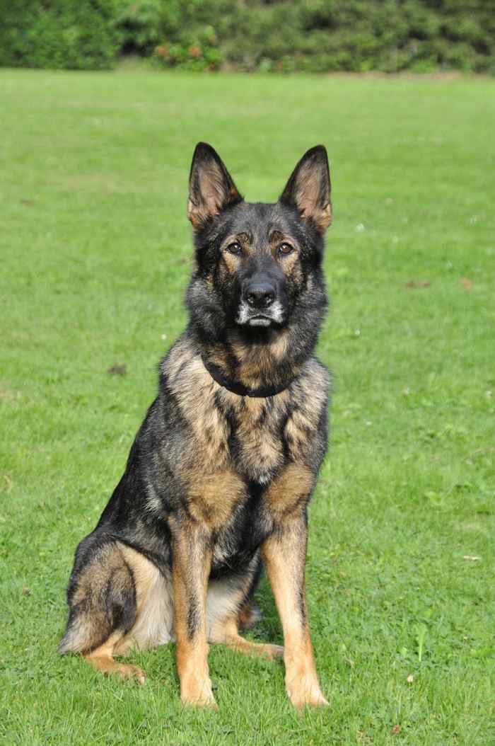 German Shepherd History A Century of Breeding Dogs PetHelpful
