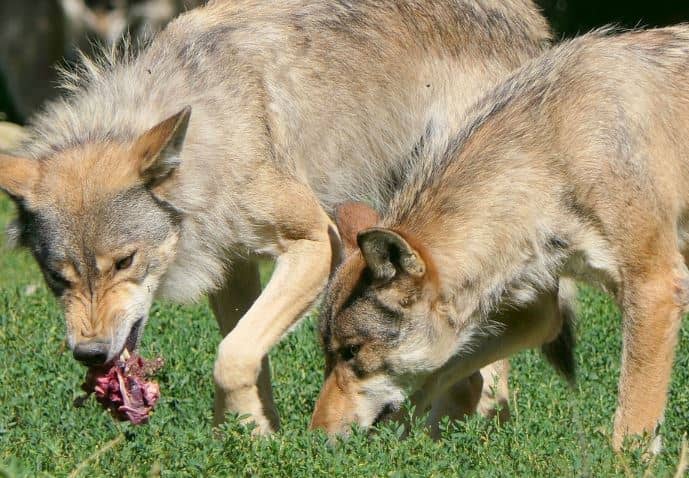 In a dog's past evolutionary history, if his ancestors failed to exhibit any signs of resource guarding, their hard-earned meals would have ended up being stolen by competitors.