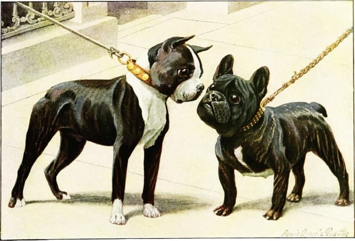 The difference in appearance between a Boston Terrier and a French Bulldog.