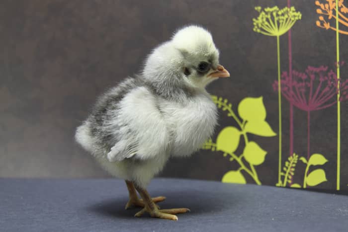 Chickens can bring years of joy and purpose to their owners, and a strong start in life is a great way to begin that journey.