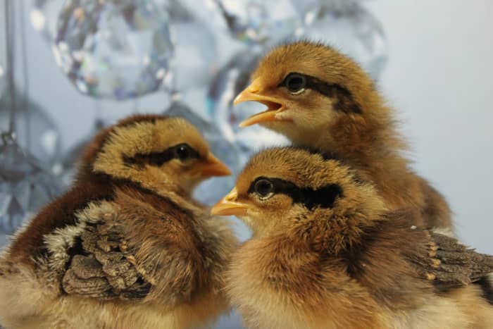 Know your breeds before you buy—not every chicken owner is going to be equipped to handle what these leghorn chicks will dish out.