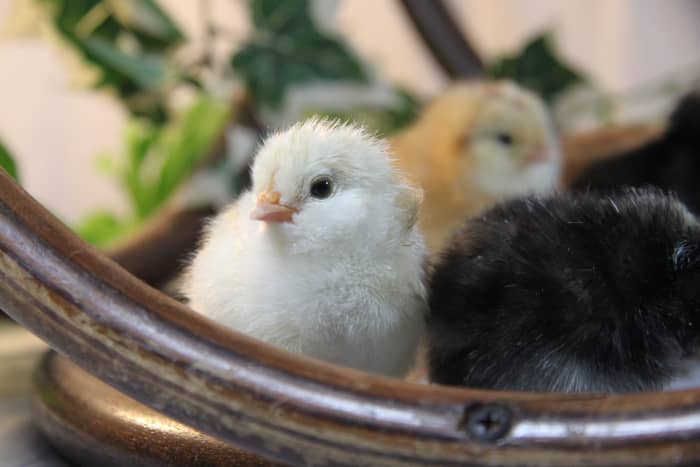 Chickens are a significant investment, so make sure you're bringing home what you think you're bringing home by knowing the terminology