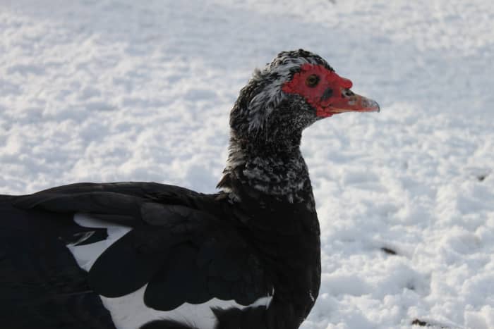 Muscovies are a unique variety of duck as they are derived from a different species than most domestic ducks.