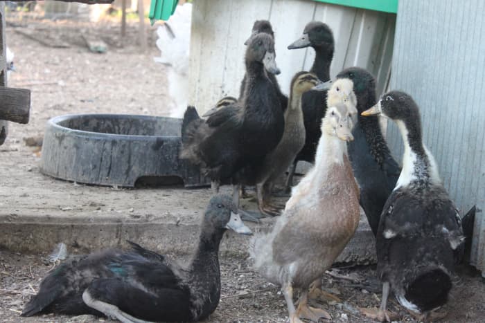 Ducks grow faster than chickens, and so will not need supplemental heat for as long.