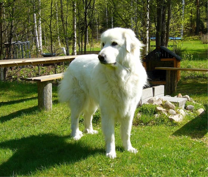 At a distance he could be mistaken for a Golden Retriever, but it is the size of this dog and his double dewclaws that make him stand out.