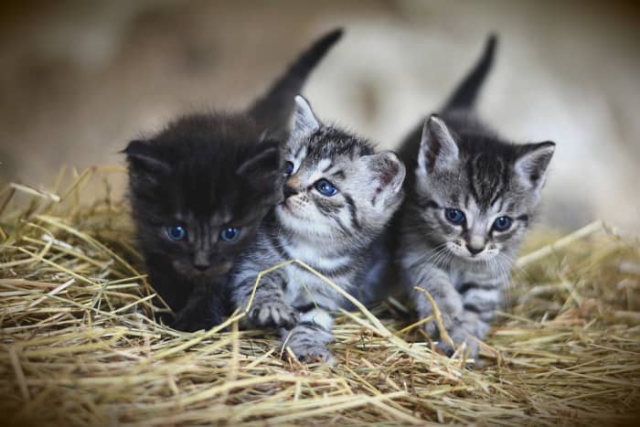 Kittens are easier to introduce to one another than older, established cats.