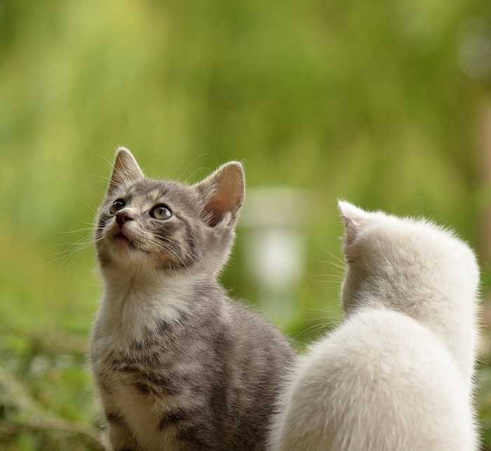Sometimes, playing with the kittens in the same space will help them get acclimated to one another.
