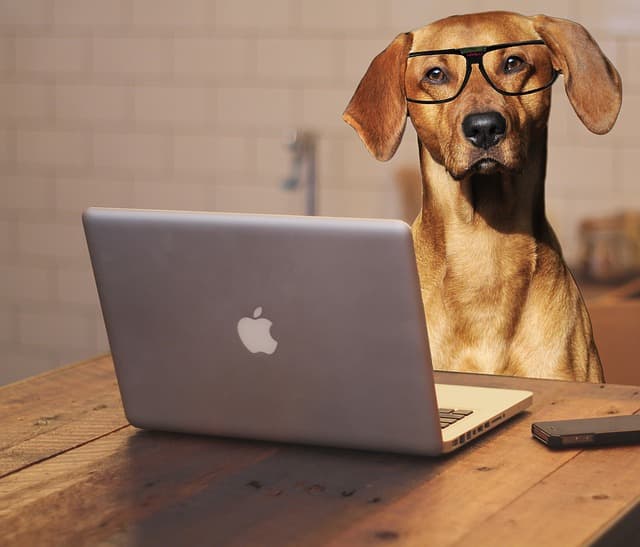 Ботанистая собака в очках за компьютером Mac