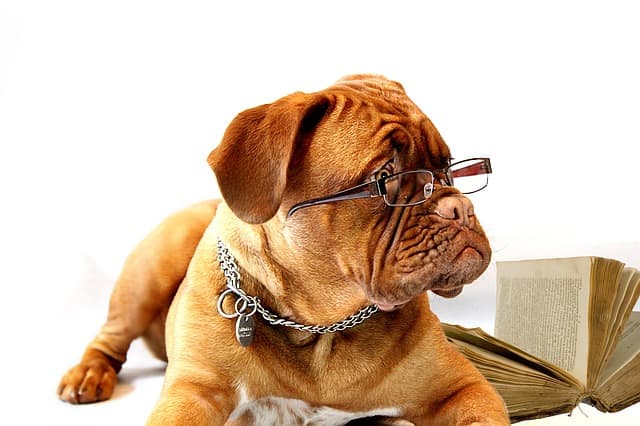 Собака в очках читает книгу