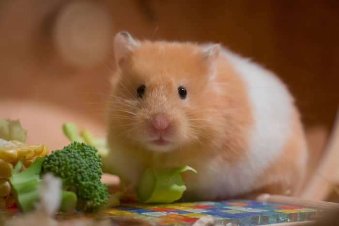 things-you-should-know-before-getting-a-pet-hamster