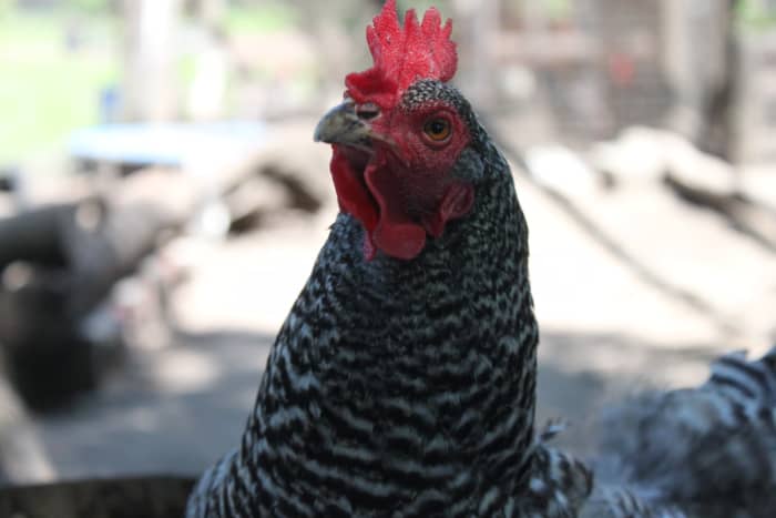 Fermenting feed can improve its nutritional value and imbue it with probiotics