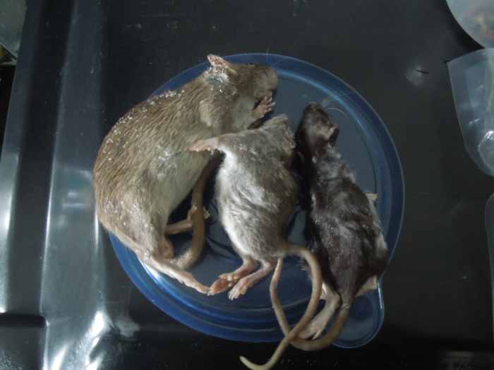 10 Methods to Get Ball Pythons to Eat FrozenThawed, Dead Prey PetHelpful