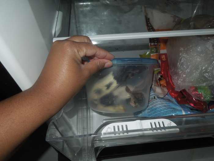 10 Methods to Get Ball Pythons to Eat FrozenThawed, Dead Prey PetHelpful