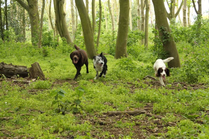 Dogs' knees undergo a lot of stress on a daily basis as they walk and run around. If the kneecap is prone to slipping, this can lead to injury, pain, and eventually surgery.