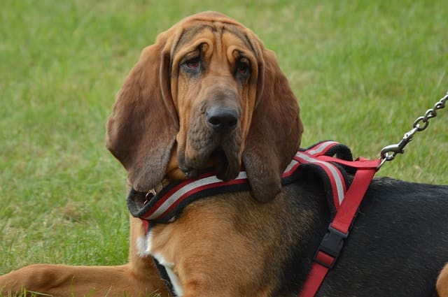 Flews play a role in scent detection.