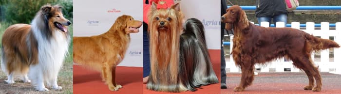Four of the most inbred dog breeds in the world, all with an effective population size of 40 or less.