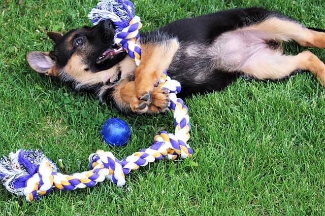 Cachorro de pastor alemán jugando con juguetes