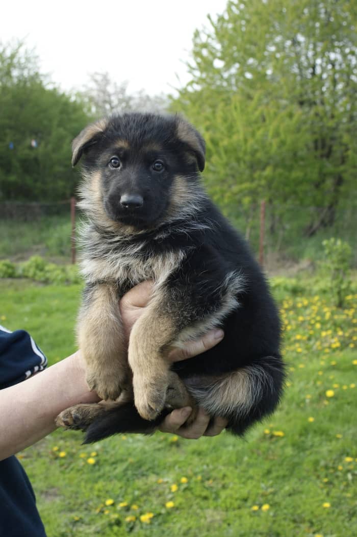 German Shepherd Puppy