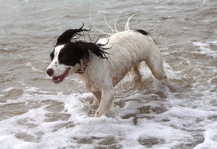 Leptospirosis cannot be acquired from salt water, but it can be acquired from carcasses or stagnant water at the beach.