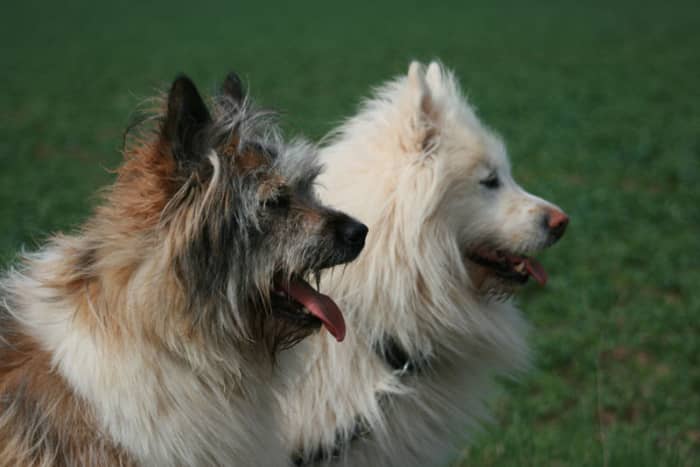 Here are some more great names for dogs with multicolor coats.