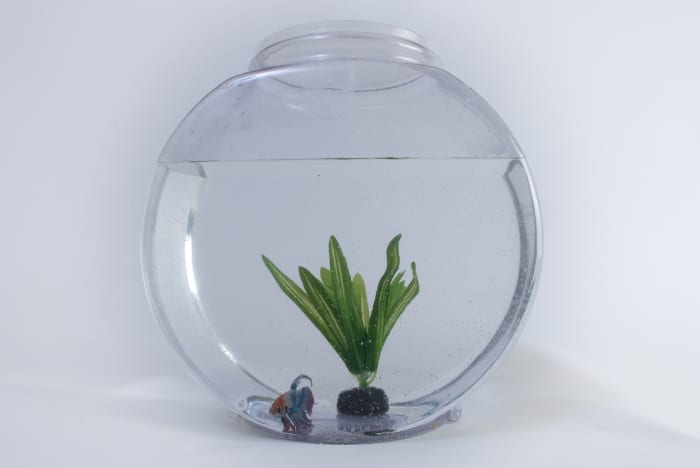 Why You Should Not Keep a Betta Fish in a Bowl - PetHelpful