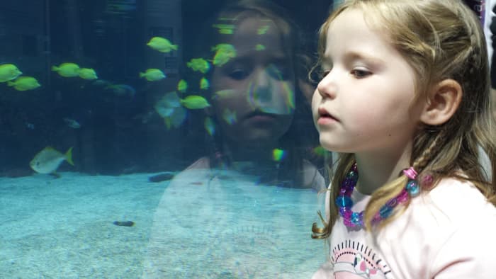 Children have a natural fascination with fish. This should be channeled in a good way, like helping a parent with aquarium chores.