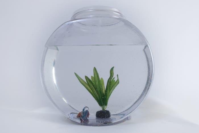 Larger aquariums have their weaknesses, but small fishbowls are particularly vulnerable. They are lightweight and can easily be knocked over or off their perch.