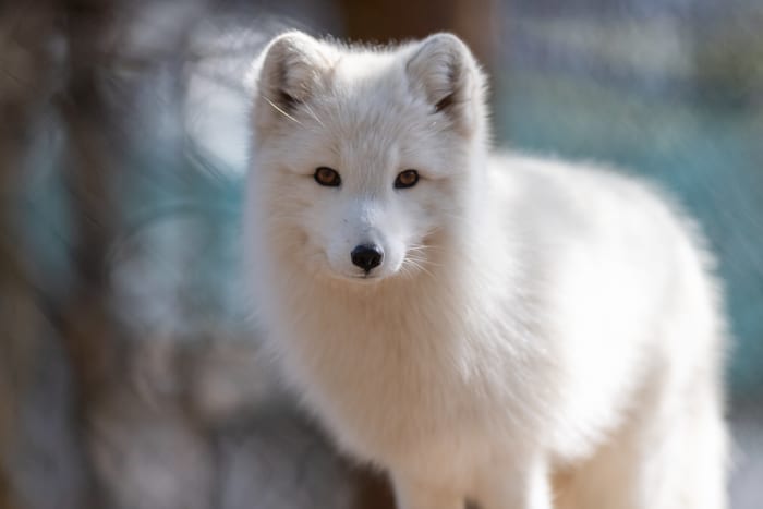 Every Pet Fox Breed And How To Care For Them Pethelpful