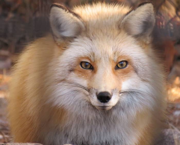 Every Pet Fox "Breed" and How to Care for Them PetHelpful