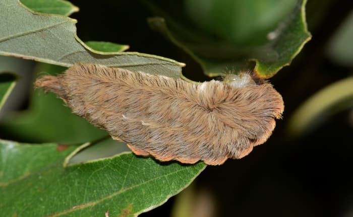 The Asp Caterpillar, Megalopyge opercularis: The Asp caterpillar has the most intense sting of any North American species.