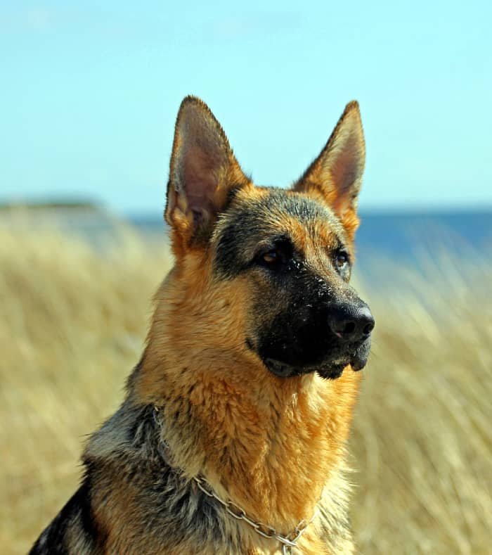 If a flea infestation is left untreated, it can lead to a number of more serious problems for your dog.