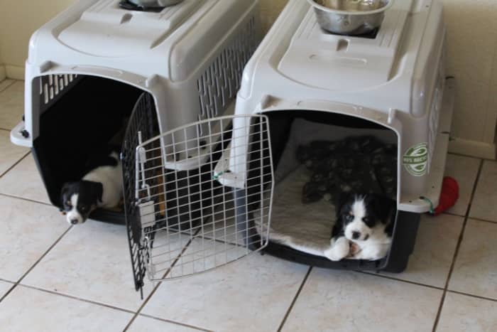 At seven weeks, puppies object to being crated even if briefly. Lots of positive associations need to be made with the crate at this age. I like to keep the crates open so puppies voluntarily "crate themselves."