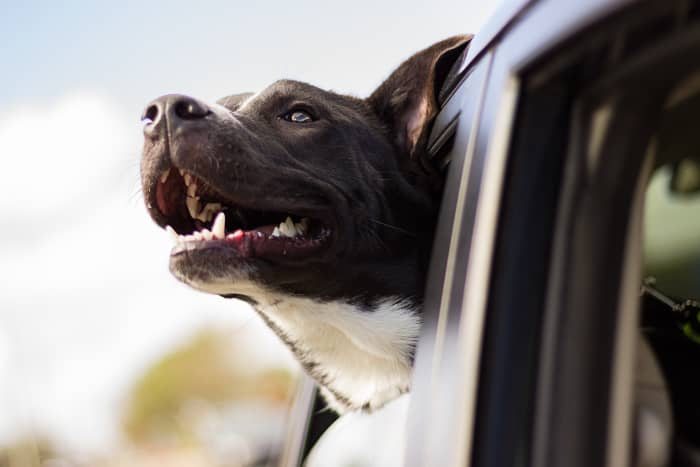 If your dog is protective and likely to bite if someone walks by this fellow, figure out something else to keep all parties out of trouble.