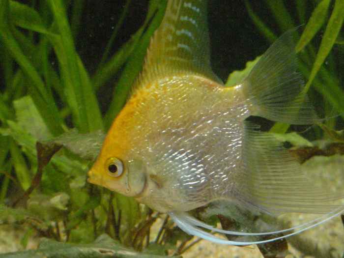 Freshwater Angelfish Care, Tank Mates, and FAQ PetHelpful