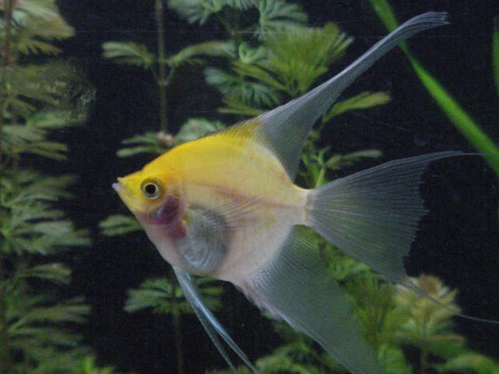 Freshwater Angelfish Care, Tank Mates, and FAQ - PetHelpful