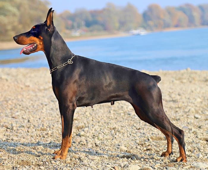 The Top 10 Smartest Dog Breeds - PetHelpful