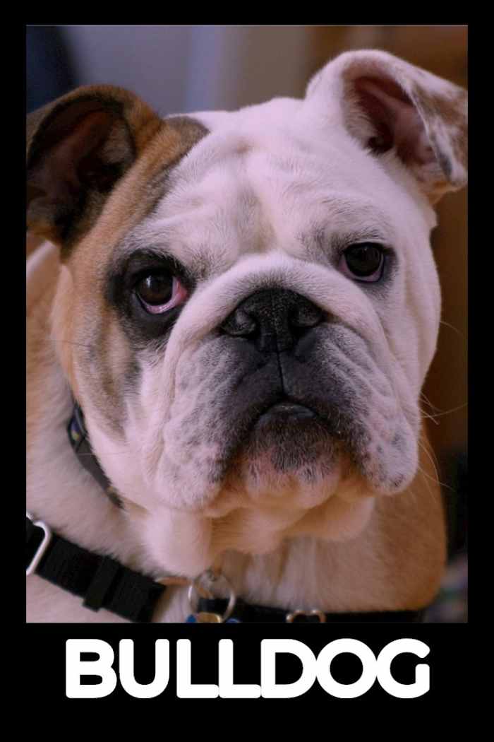 The Top 10 Best Dogs for Children PetHelpful