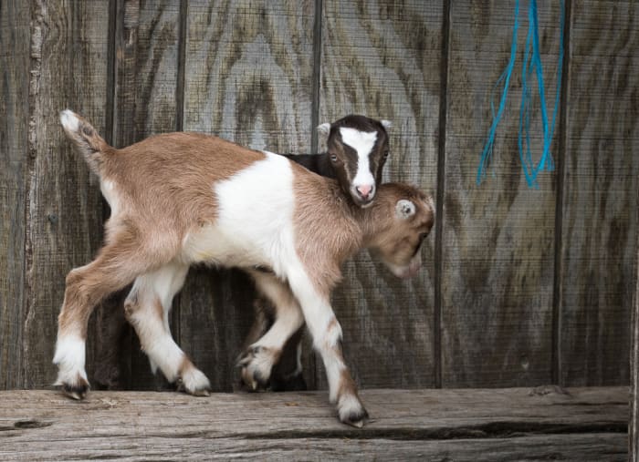 15 Best Goat Breeds For Pets - PetHelpful