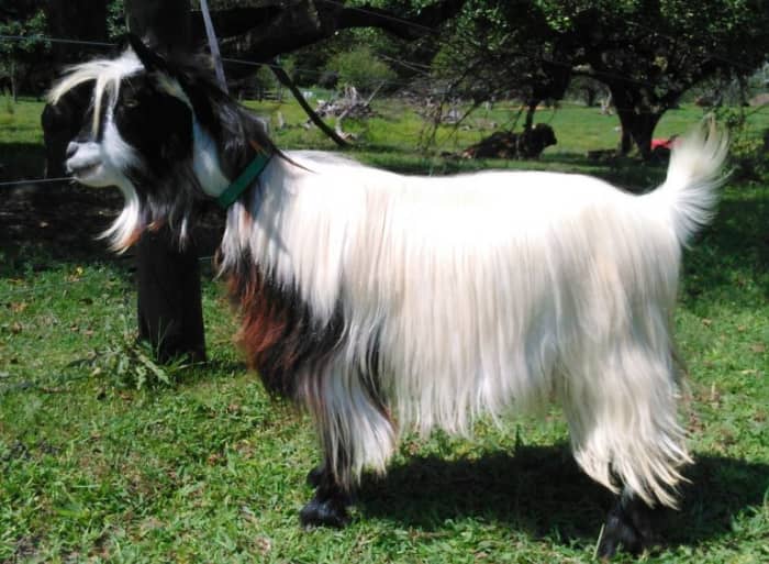 Mini fainting silky goat. You may need to have a little experience with goats if you want to pet this breed.